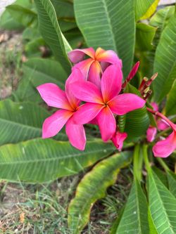 Plumeria cuttings 2 to 3 feet long