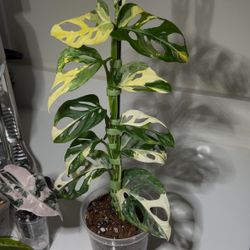Monstera Adansonii Japanese Tri-Color