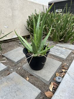 Plants Aloe Vera