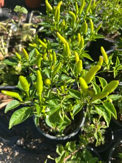 Super chile, hot Thai and jalapeño