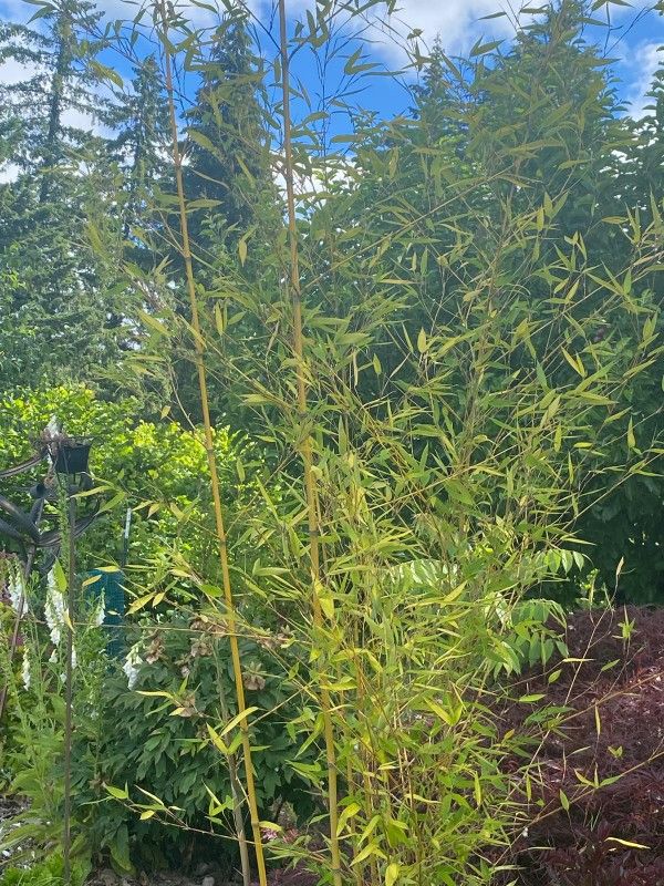 Bamboo Plants