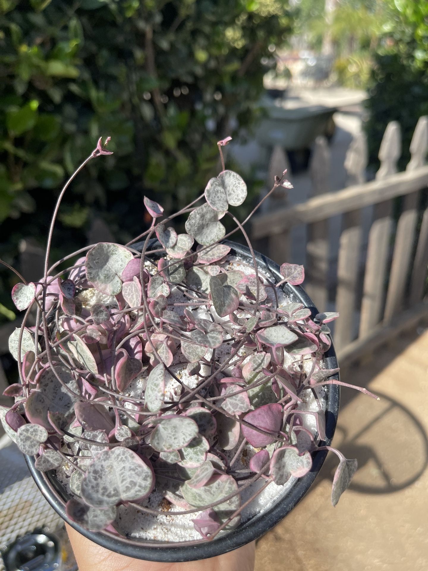 String Of Hearts Variegated  Succulent 