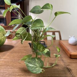 Indoor Plant 🪴 In Glass Vase