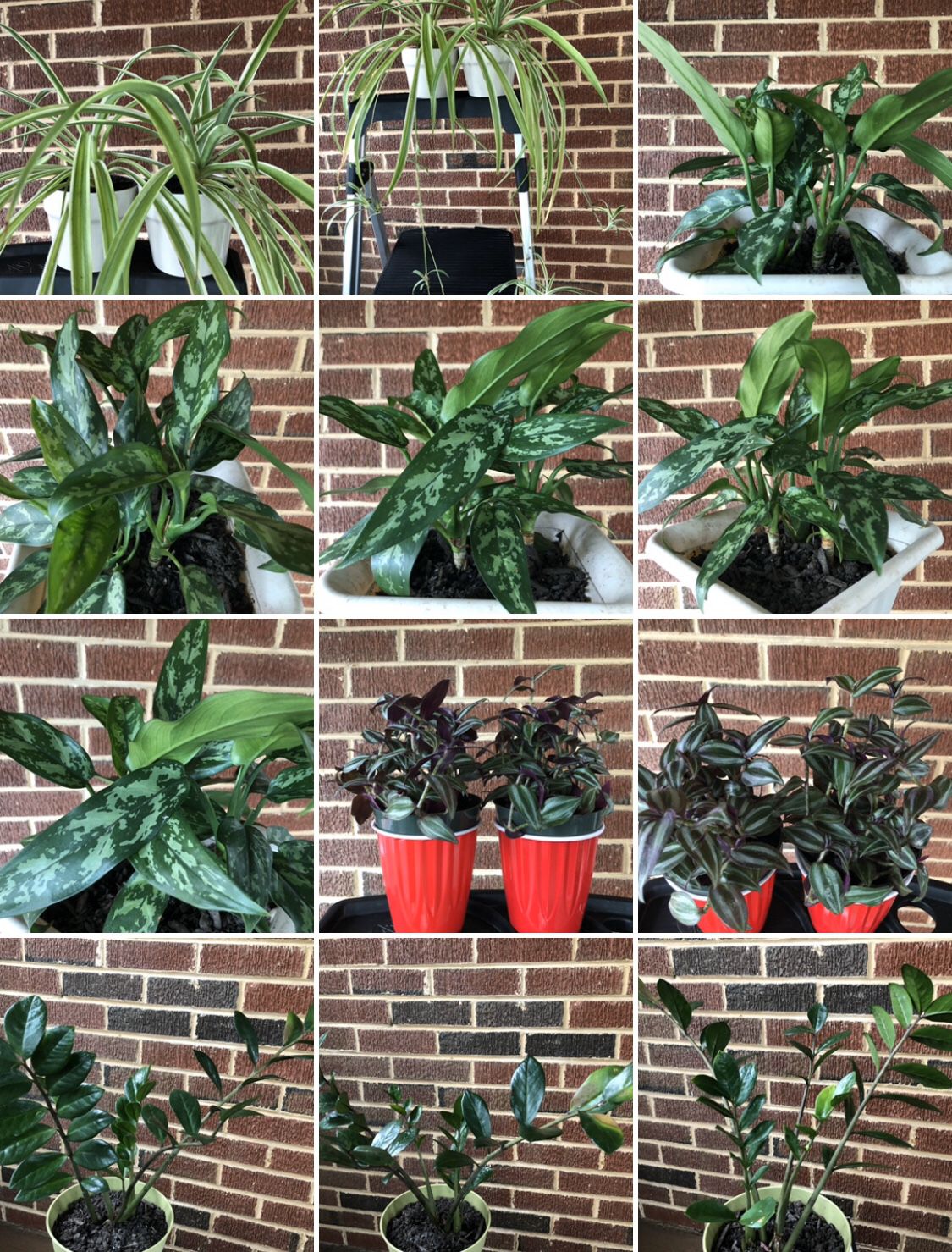 Houseplants Plants. Indoor or outdoor