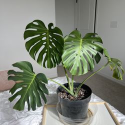 Monstera