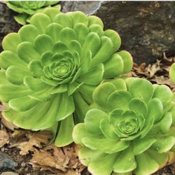 Succulent Canary Aeonium arboreum In 5 Gallon Planter
