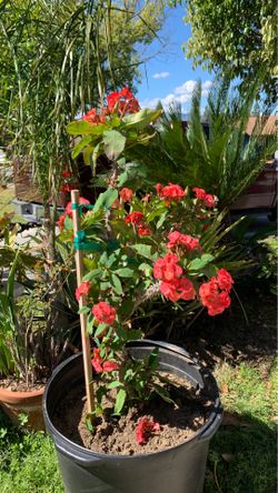 Planta de corona de cristo