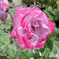 Pink Rose Rosa Rosa Plant Planta 