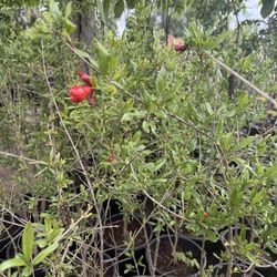 Wonderful Pomegranate Tree