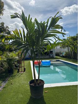 6 ft Double Palm Trees (Availability in Central Miami)