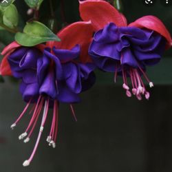 4” Dark Eyes Fucshia Plant (first Pic Is Reference )