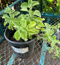 Planta de oregano