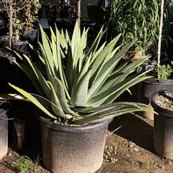 Aloe Plants 20 Gal 