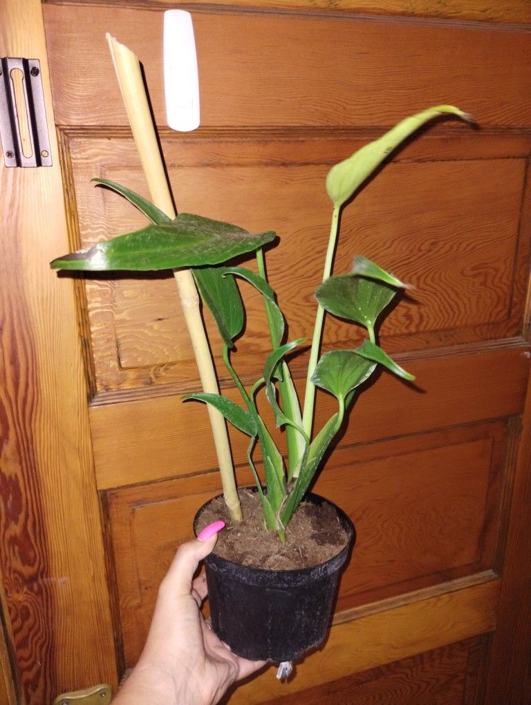 Large Burle Marx Flame