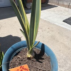 Succulents YUCCA