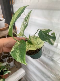 Photos pinatum. Varigated. Indoor plant