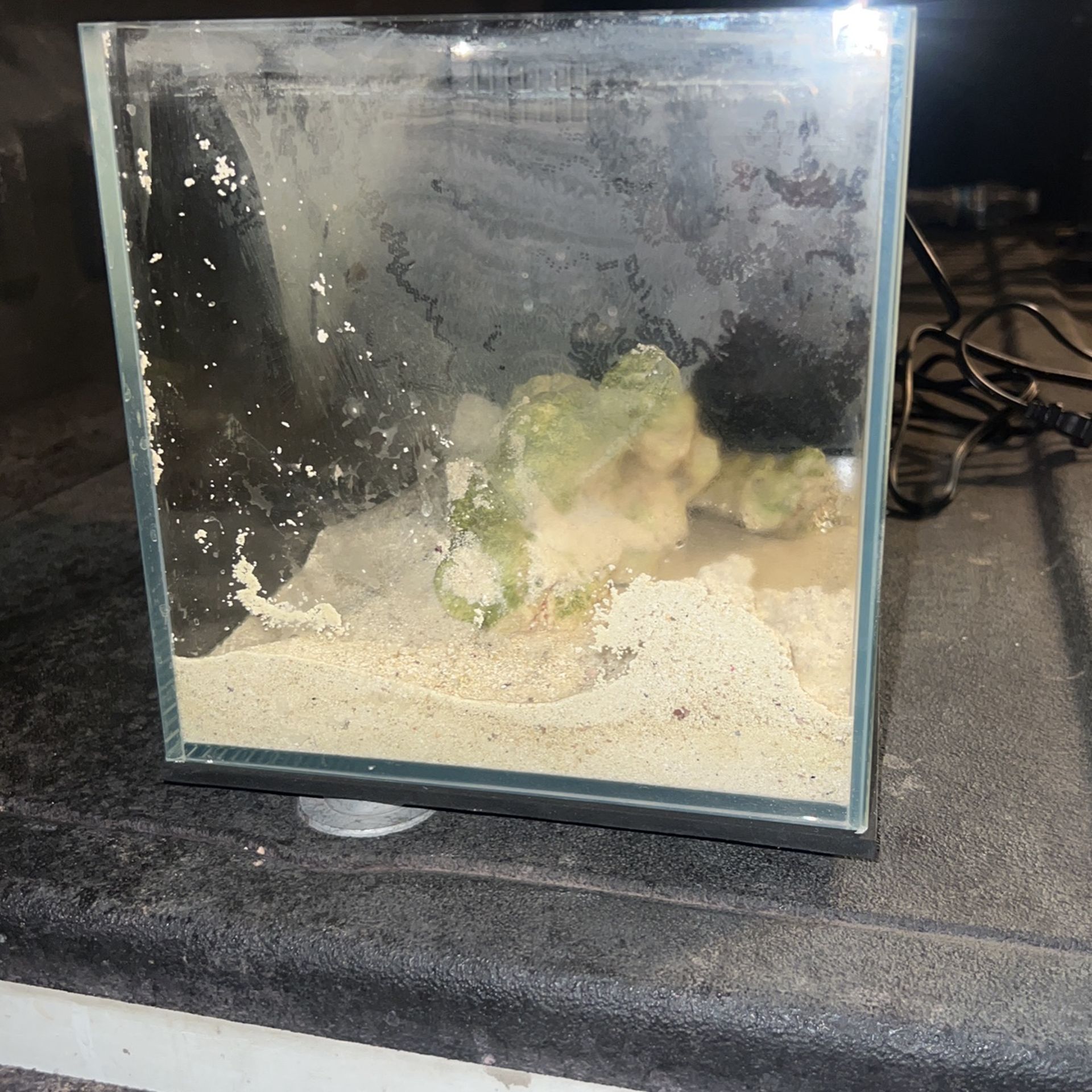 Pico reef Fish Tank