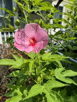 Talk Hibiscus 4 Healthy Plants