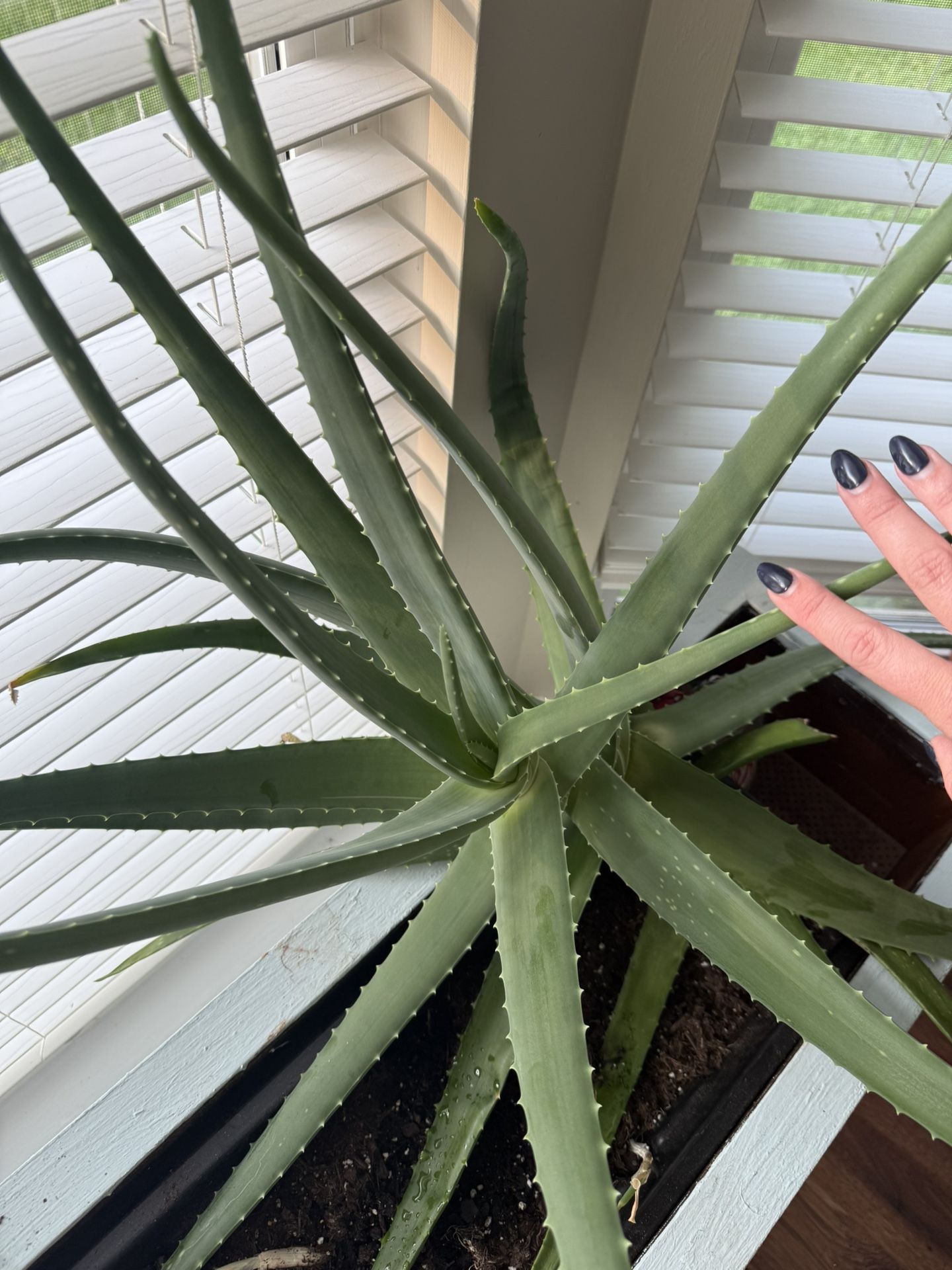 Healthy Aloe Plant