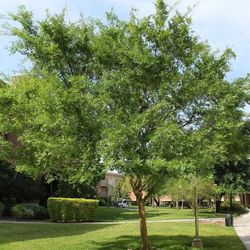 Chinese Elm Tree