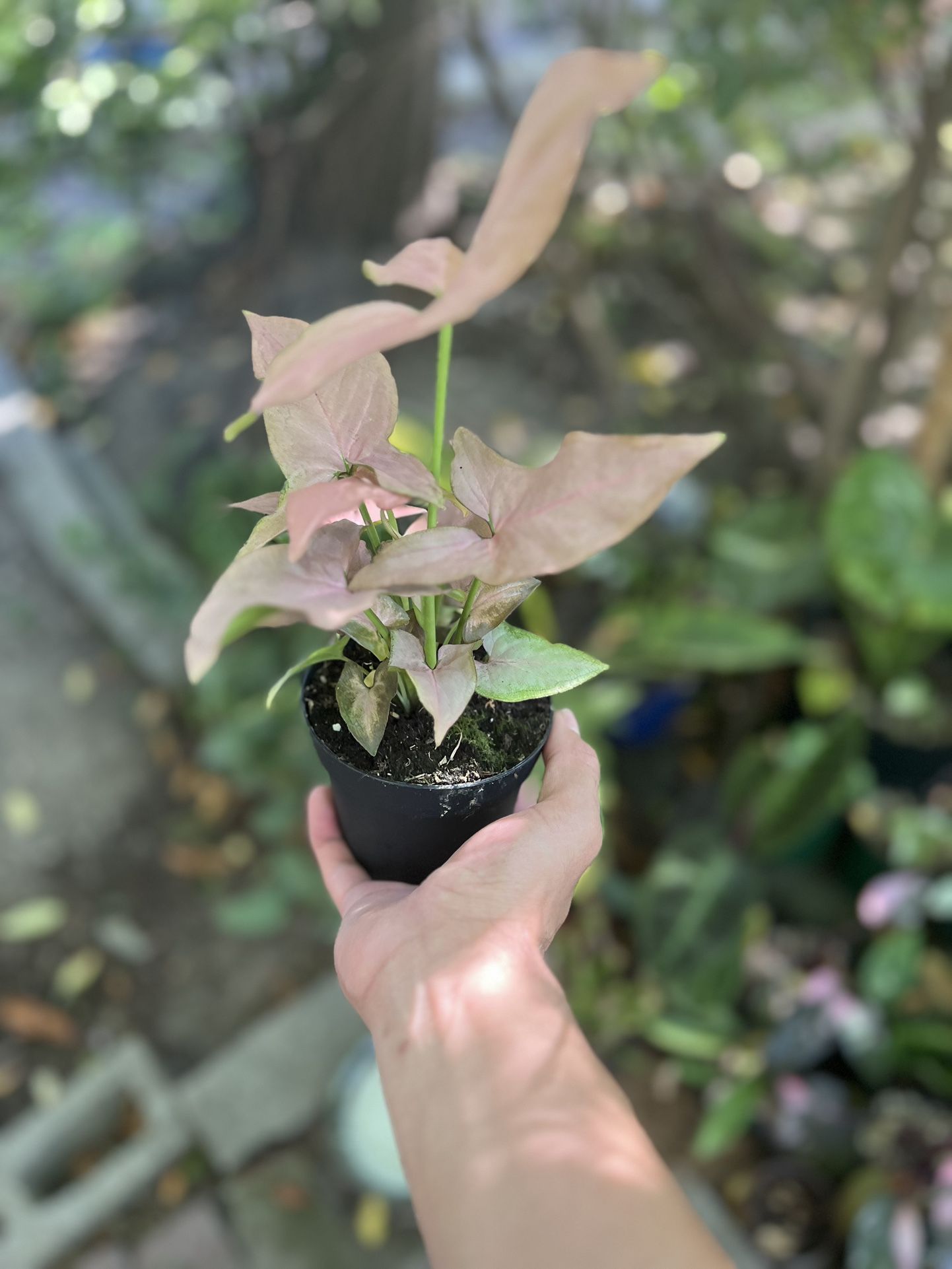Rare Plant