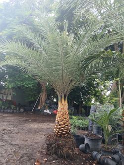 Sylvester Palms 🌴$200 per ft. of trunk🌴💎 Diamond Cut included