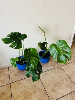 Monsteras 25 each