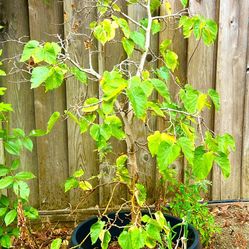 Beautiful Mulberry Bonsai Tree 6.5 Feet’s