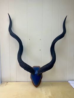 African Kudu Horns.