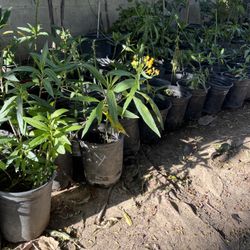 #7 Milkweed Butterflies garden Milkweed Attracts monarchs.  All  plants are propagated To prevent Toxicity  1 gal pot 