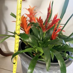 Bromelia Tufted Airplant $35 With Plant Pot Perfect For Christmas 