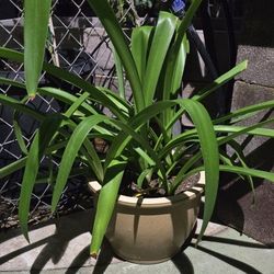 6 Hyacinth Flowering Bulbs Rooted In A 1 Gallon Ceramic Pot