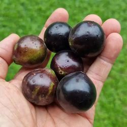 RARE Jaboticaba 2-in-1 Fruit Tree Jabuticaba (Plinia cauliflora) Brazilian Grape like Berries