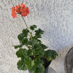 1.5 Gallon Pot - Horseshoe Geranium - Pelargonium Zonale - Indoor Outdoor - Hot Pink Flowers - Rooted & Established - Drought Resistant 🪴🌺