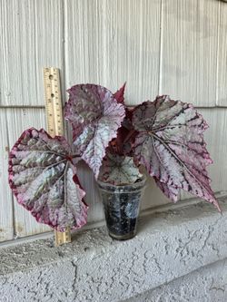 Begonia Rex Silver White/Silver Splash Plants