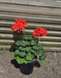 Orange Geranium in plastic pot