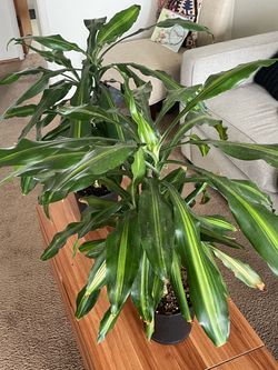 Dracaena plants