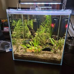 Fish Tank