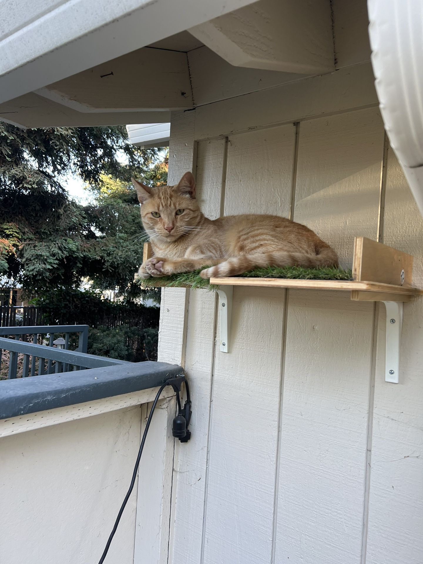 Cat Perch / Shelf 