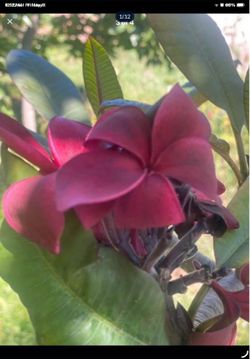 Plumeria Cuttings Special!,,,, Today only. Plumeria cuttings. I have multiple colors and sizes. Will also cut to order start at $10. Prices depend on