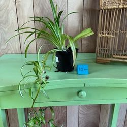 Spider Plant w Babies - 2 Available