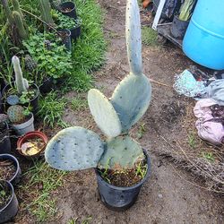 Silver Dollar cactus plant