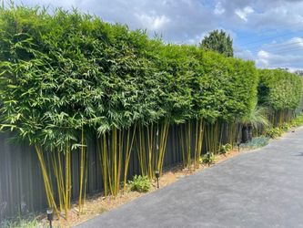 Gracilis Bamboo ~ Premier Clumping Bamboo for Privacy