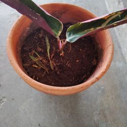 Planta $7