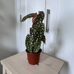Polka Dot Begonia In nursery pot 🪴