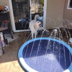 Wading Pool For Dogs Or Kids