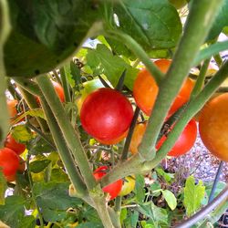 Tomato organic