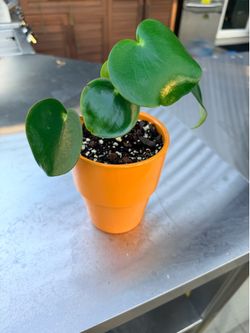Peperomia Polybotrya “Raindrop” Plant