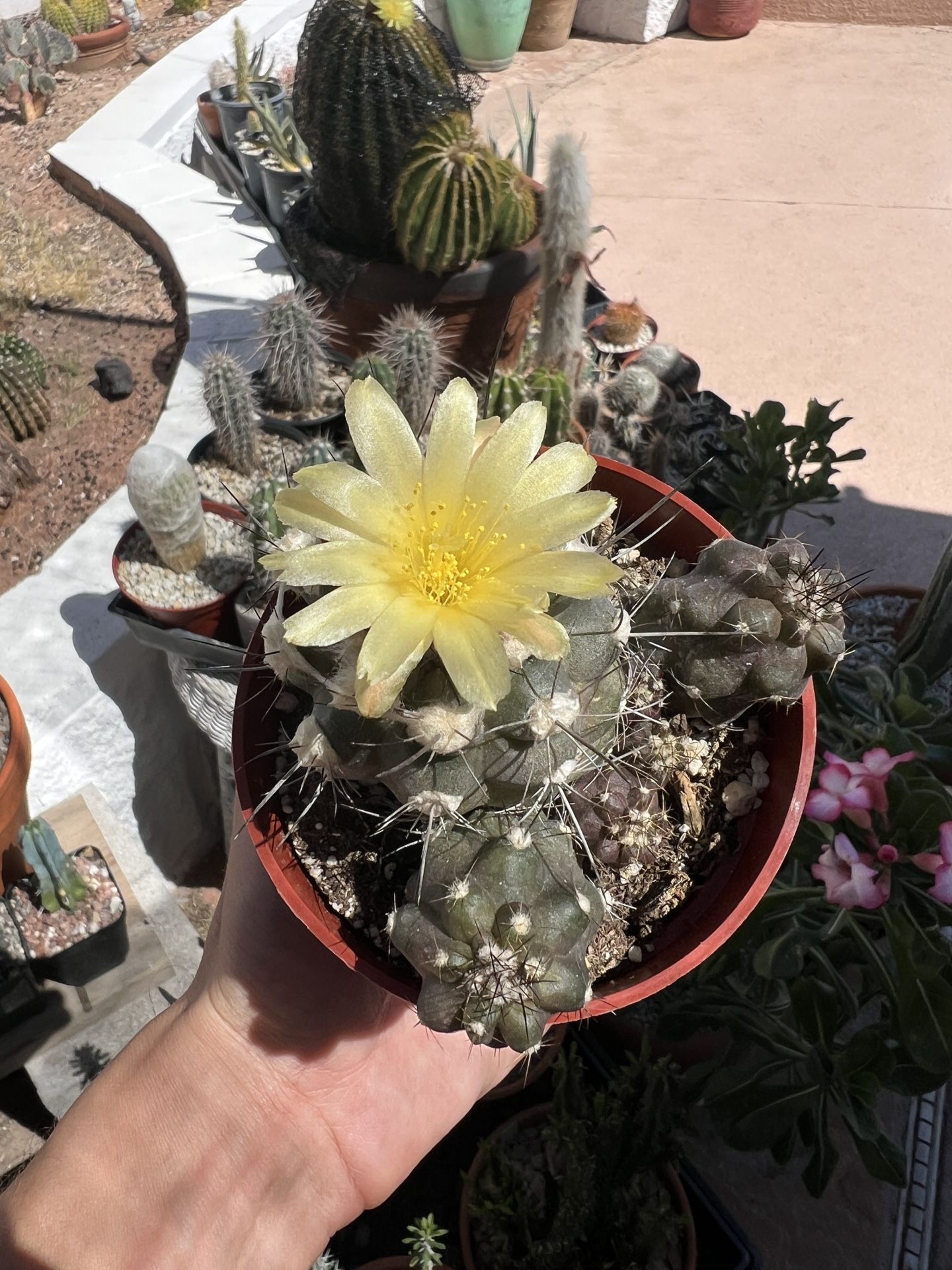 Copiapoa humilis - Cactus in 4in pot
