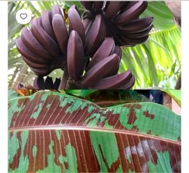 Banana zebrina ( 4 plants in a pot)
